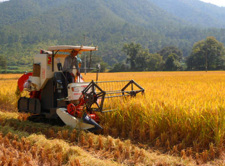 广州湛江市加强扶持政策，大力推广水稻耕种收机械化