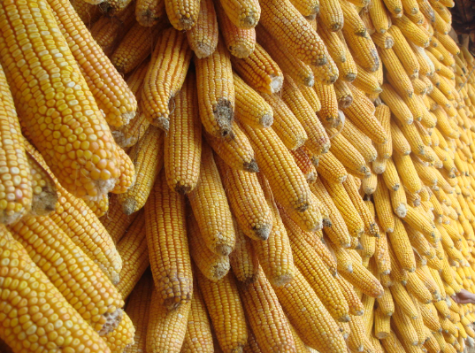玉米今年的价格走势