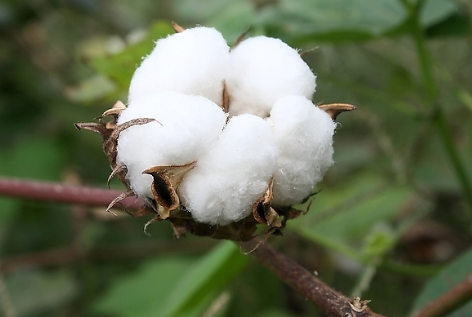 新疆棉花运输将发力，供需缺口或将缩小