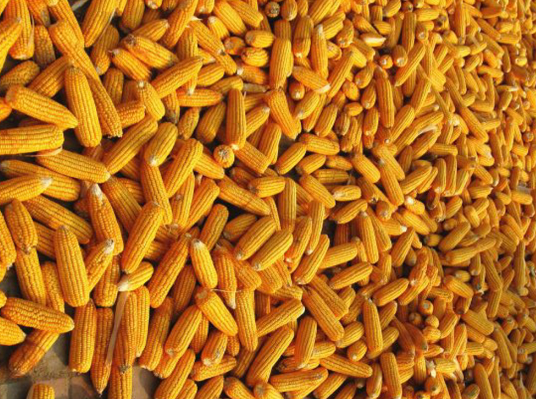 未来玉米价格走势专家预测