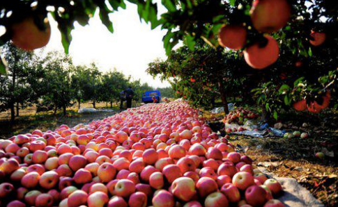 山西垣曲县：丰产不丰收，3000亩苹果遭遇滞销愁坏农民