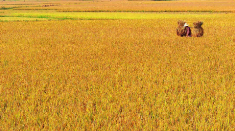 黑龙江北安市全力打造北部寒地水稻生产示范基地