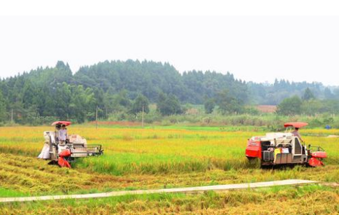 福建尤溪县水稻实现机械化生产
