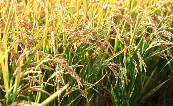 江苏泗阳确保水稻机械作业进度，进入收割扫尾阶段
