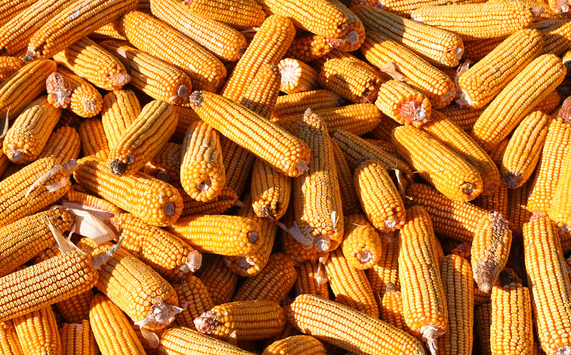 截至11月14日法国玉米收割工作完成95%