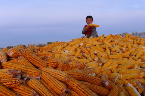 黑龙江牡丹江市做好科学储粮工作，加快玉米收购进度