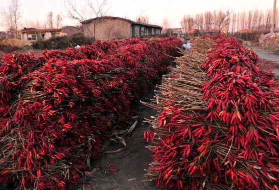 贵州松桃县：辣椒迎来大丰收，总产值实现900多万元
