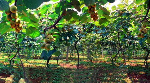 贵州：水城县阿戛镇请来专家开展猕猴桃种植及管理培训