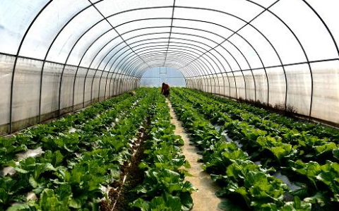 广西：扎实推进秋冬种蔬菜生产工作，面积达37.85万亩