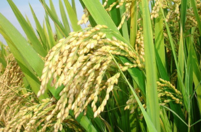 安徽怀宁县入选部级水稻生产全程机械化示范县