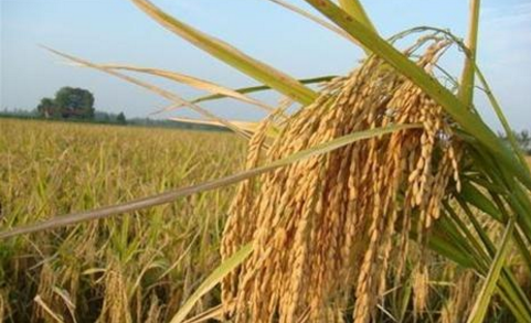 山东滨州试种海水稻取得新突破，亩产量提至200斤