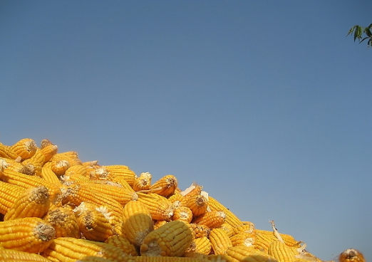 截至11月21日止法国玉米收割工作已完成98%
