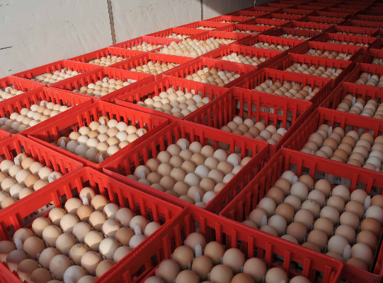 2016年山西省鸡蛋价格今日走势：大同市鸡蛋价格呈现下降态势