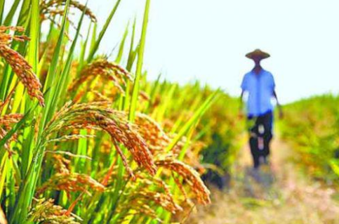 2016年水稻收购进度