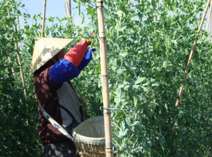 云南：弥勒市西三镇500亩菜豌豆采摘上市