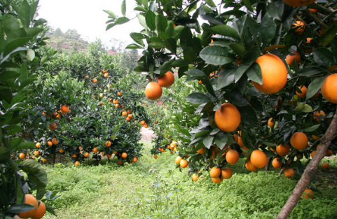 贵州罗甸：2万多亩脐橙进入丰产期，上市日销1000多斤
