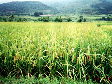 2016年水稻种植面积