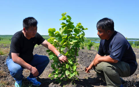 黑龙江东宁市大榛子栽植面积达到2万亩，居全省第一位