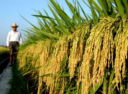 袁隆平：超级稻第五期攻关目标为每公顷16吨