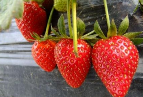 草莓今年的价格行情