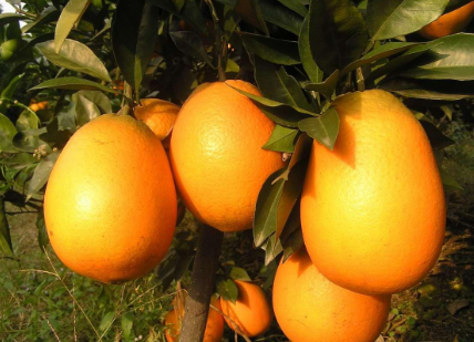 广西富川：“互联网+”脐橙，橙香飘满电商集市