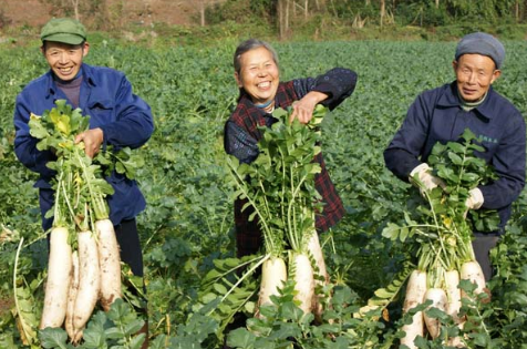 现在萝卜多少钱一斤：贵州威宁县秋季白萝卜种植喜获丰收，每公斤1.4-1.8元