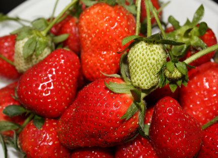 寒潮来袭：江苏句容草莓上市期预计比往年推迟10天以上