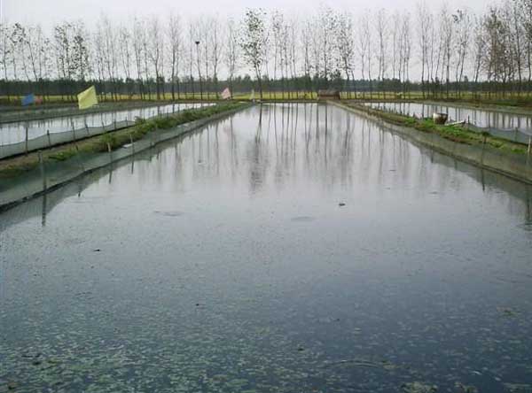 泥鳅养殖池