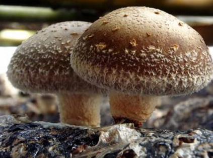 海南：橡胶树下套种菌菇，首批香菇将于12月底上市