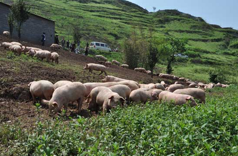 生态猪养殖场 