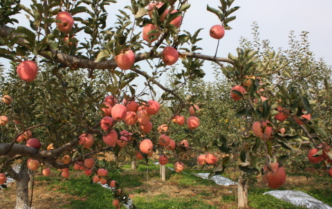 山东烟台：苹果“不套袋”，成本下降质量却提升了