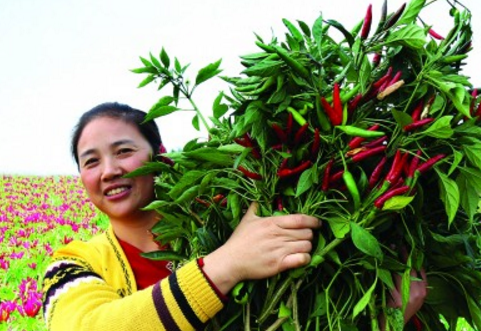 山西河津市：林间套种辣椒促农增收