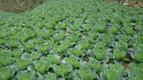 海南今冬明春瓜菜种植保稳300万亩，打造蔬菜产业带