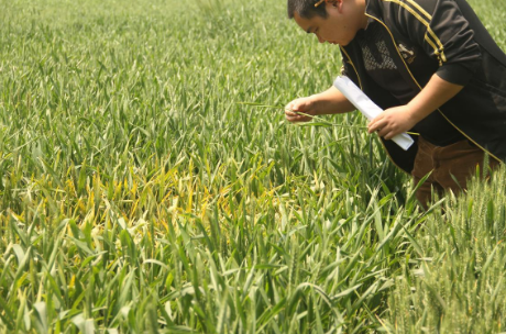 河南洛阳市开展植物检疫检查和小麦病虫害调查
