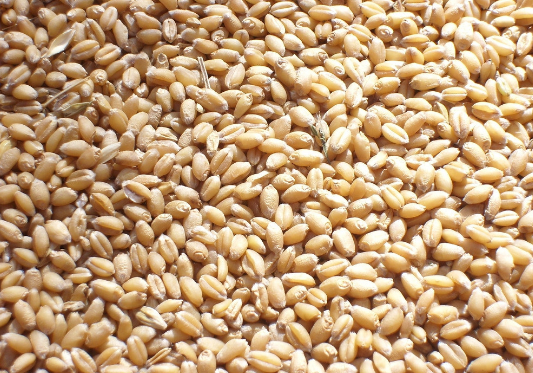 印度取消小麦进口关税
