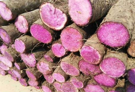 四川宜宾县：种植紫山药，挖出致富路