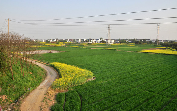 黑龙江嫩江县：20万亩示范田建设助小麦丰产高效