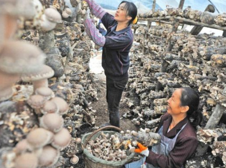河南泌阳县：引导农户大力发展香菇种植，成效显著