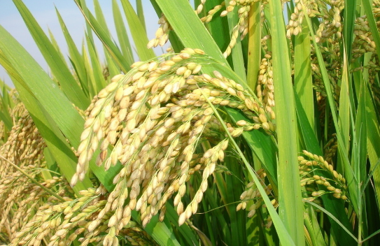 四川泸县召开2016年水稻绿色高效创建项目推进现场会