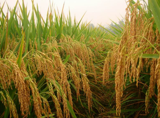 湖南：临澧县引进水稻新品种，助农增收