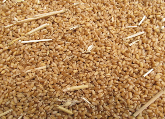日本标购122,847吨食用小麦