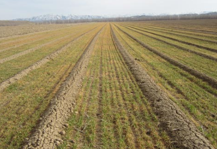 法国2017年小麦种植面积或持稳