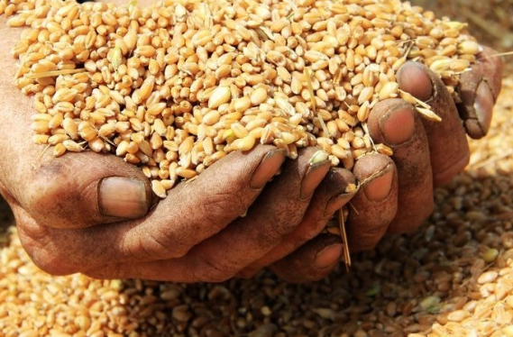 菲律宾饲料企业寻购5.6万吨饲用小麦