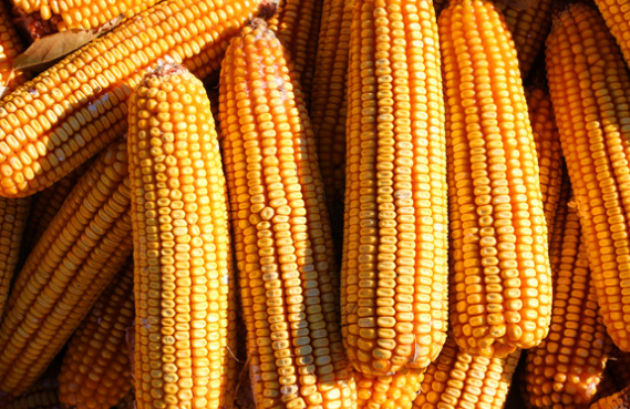 USDA：2016/17年度巴西玉米产量预计增长29%