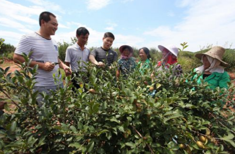 安徽省六安市再度获誉全国油茶产业发展示范市