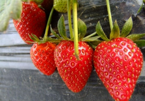 浙江省草莓质量安全管控工作现场会在台州市召开
