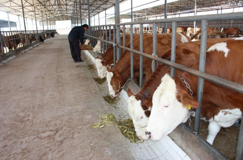 河南南阳市：肉牛养殖“牛”了农户们的生活