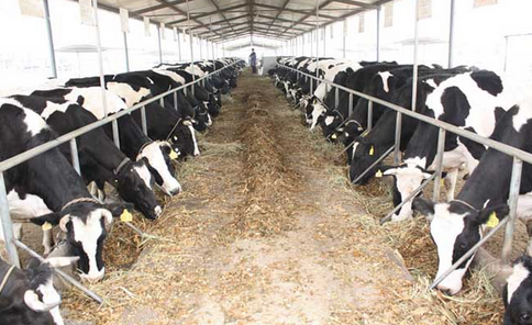 黑龙江双城市力争两年新建300个养殖场，让奶牛全部“进场入区”