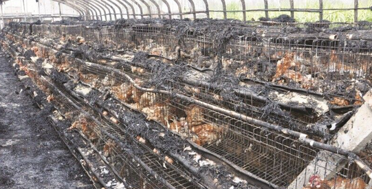 山东临沂一养鸡棚电线突然着火，养殖户损失达十几万元