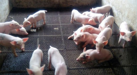 广西玉林：发展“高架网床”养殖，让猪住上“别墅”